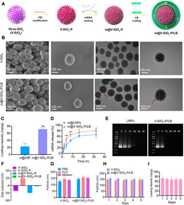 Novel bionic inspired nanosystem construction for precise delivery of mRNA